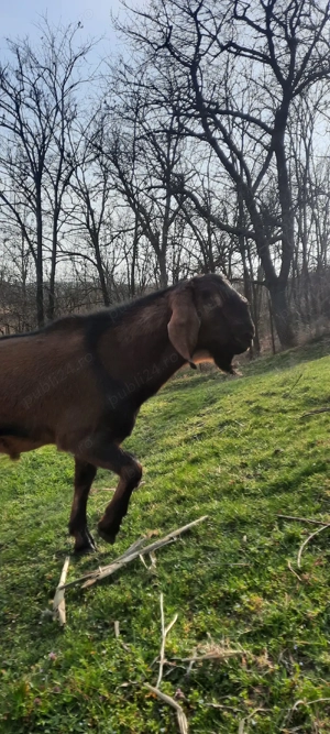 Anglo Nubian  - imagine 2