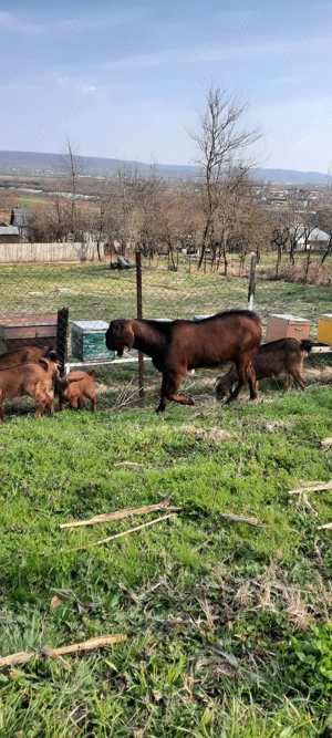 Anglo Nubian  - imagine 3