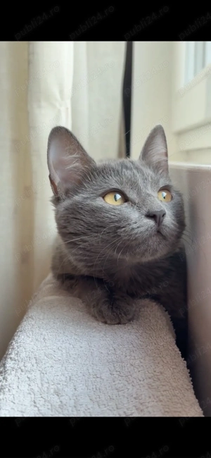 Vând pui de british  :) - imagine 3