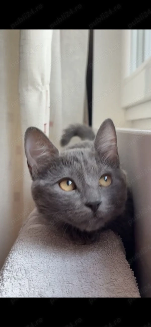 Vând pui de british  :) - imagine 2