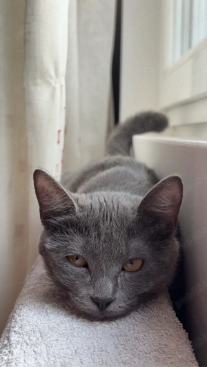 Vând pui de british  :)