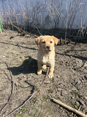 Pui de Labrador Retriever