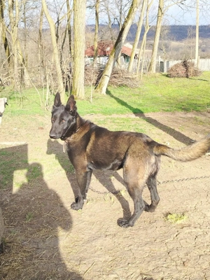 Ciobanesc belgian malinois - imagine 2