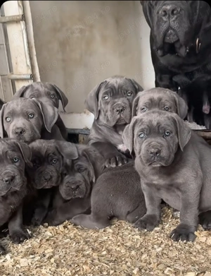 Căței Cane Corso ( Cane Corso Drăgășani)