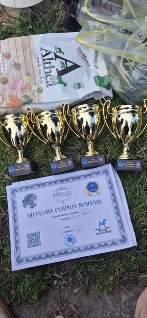 Căței Cane Corso ( Cane Corso Drăgășani) - imagine 5