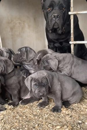 Căței Cane Corso ( Cane Corso Drăgășani) - imagine 3