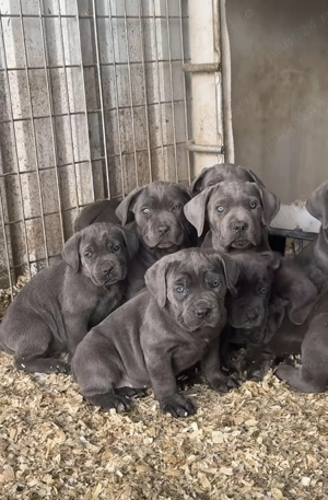 Căței Cane Corso ( Cane Corso Drăgășani) - imagine 2