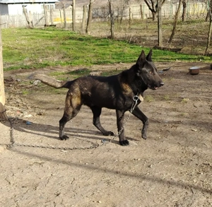 Ciobanesc belgian malinois