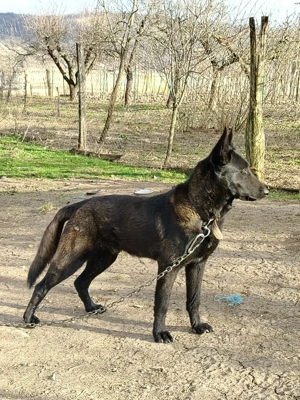 Ciobanesc belgian malinois - imagine 3