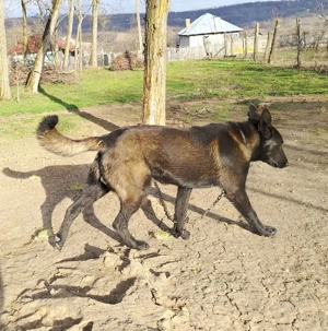 Ciobanesc belgian malinois - imagine 5