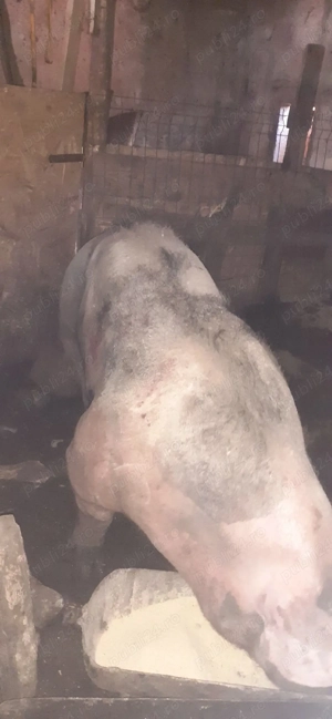 vier pietran - imagine 3