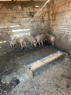 vand suldei 6 buc 50 kg buc  - imagine 3