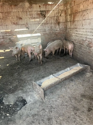 vand suldei 6 buc 50 kg buc  - imagine 4