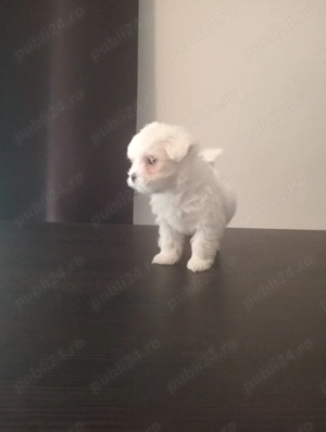 Bichon pui alb  - imagine 4