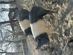 Vând șoldani  - imagine 3