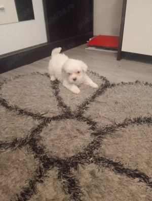 Bichon pui alb  - imagine 3
