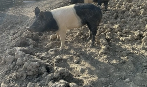 Vând șoldani  - imagine 2