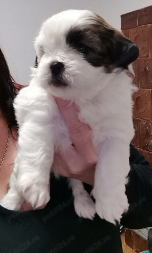 Vand catelus rasa shitzu Pura  - imagine 3