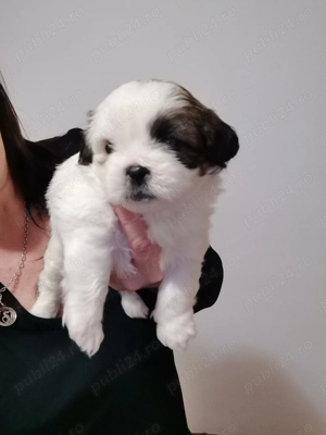 Vand catelus rasa shitzu Pura  - imagine 5