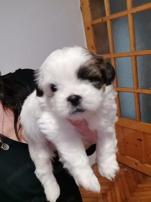 Vand catelus rasa shitzu Pura  - imagine 2