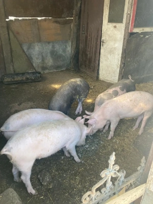 vand purcei - imagine 2