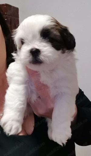 Vand catelus rasa shitzu Pura 