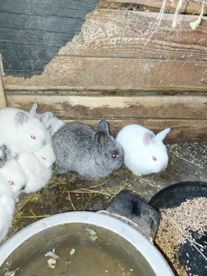 vand iepurasi in varsta de 1 luna - imagine 3