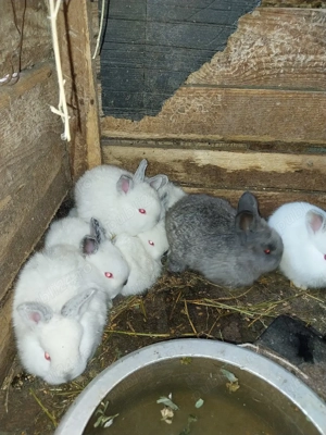 vand iepurasi in varsta de 1 luna - imagine 2