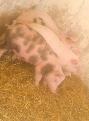 soldani rasa petran - imagine 2