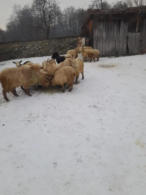 Vând iezi castrati - imagine 2