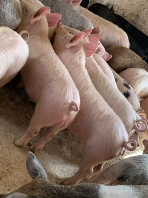 soldani rasa de carne  - imagine 2