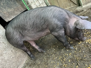 De vânzare porci de casă  - imagine 4