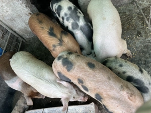 De vânzare porci de casă  - imagine 2