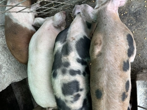 De vânzare porci de casă  - imagine 3