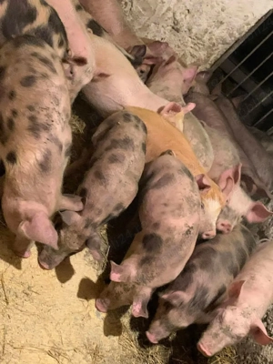 purcei rasa petran cu duroc - imagine 2