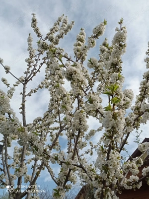 Vanzare teren 4000mp cu livada de visini