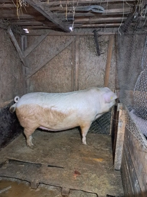 vand purcea - imagine 3