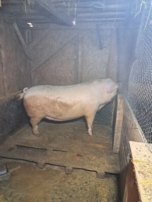 vand purcea - imagine 2