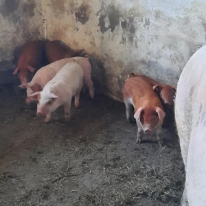 vind purcei - imagine 3