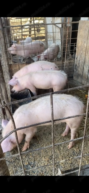 9 șoldani 40-50 kg 5 scrofite 4 mascuri - imagine 2