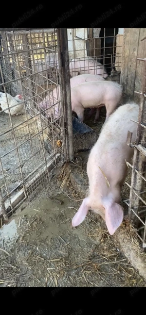 9 șoldani 40-50 kg 5 scrofite 4 mascuri - imagine 5