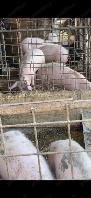 9 șoldani 40-50 kg 5 scrofite 4 mascuri - imagine 3