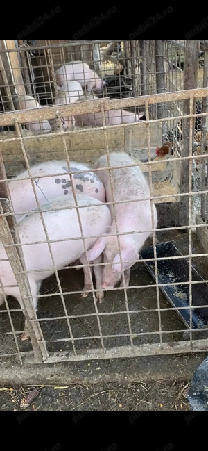 9 șoldani 40-50 kg 5 scrofite 4 mascuri - imagine 4