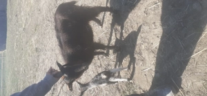 Vind capre cu iezi - imagine 3