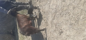 Vind capre cu iezi - imagine 2