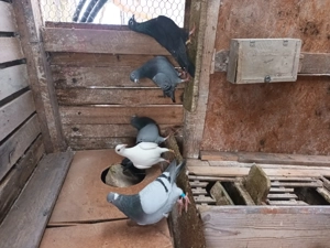 Mascul fluture janet negru la 3 luni  disponibil in PH mesaj pt mai multe detalii - imagine 3