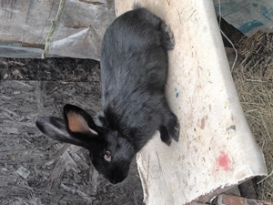 Mascul fluture janet negru la 3 luni  disponibil in PH mesaj pt mai multe detalii - imagine 5