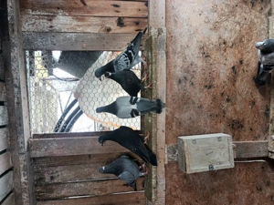 Mascul fluture janet negru la 3 luni  disponibil in PH mesaj pt mai multe detalii - imagine 2