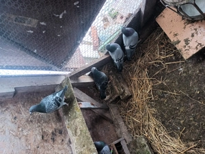 Mascul fluture janet negru la 3 luni  disponibil in PH mesaj pt mai multe detalii