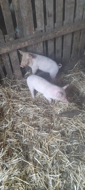 purcei  landras cu petrean - imagine 2